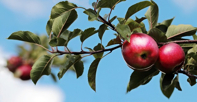 Apple alcança marca histórica de US$ 5 trilhões em valor de mercado ao encerrar pregão